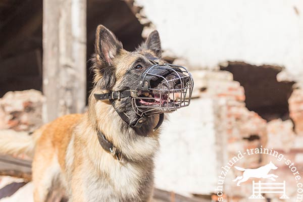 Properly ventilated wire Tervuren muzzle