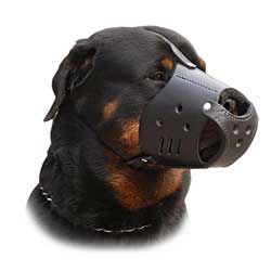 Comfortable leather everyday dog muzzle