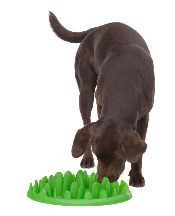 Dependable Dog Feeder Green Safe for Health