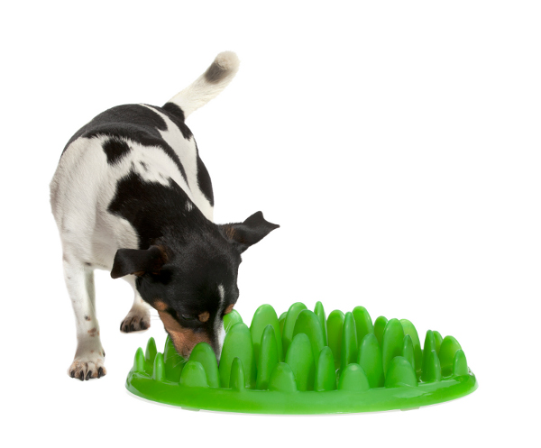Dog Interactive Feeder Helps to Consume Food in the Best Possible Way 