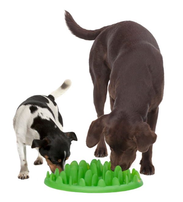 Grass Like Pet Feeder Ideal for 2 Dogs Mealing