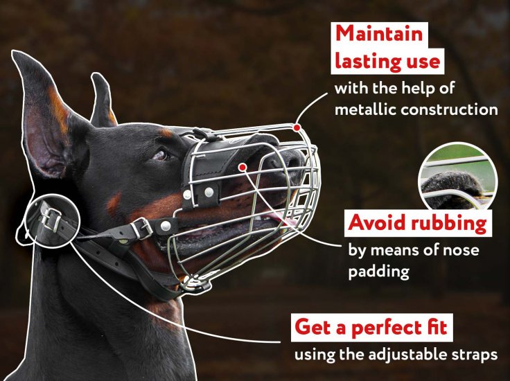 bullmastiff muzzle
