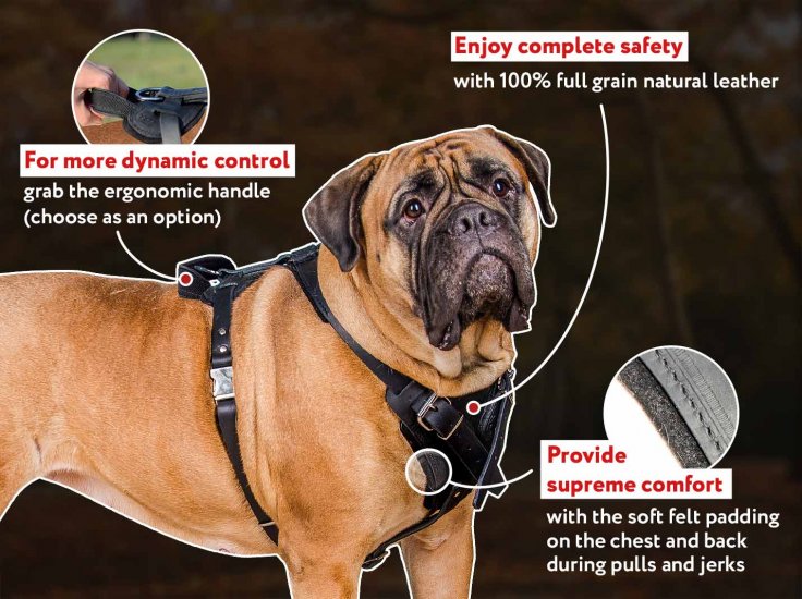protection dog harness
