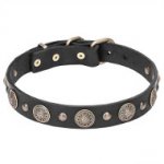 Stylish Leather Dog Collar with Brass Circles and Small Studs