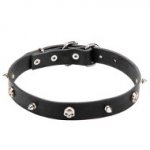 Leather Dog Collar with Nickel Plated Spikes and Skulls