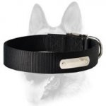 Have 2 Ply Nylon Dog Collar w/h name tag/Metal Buckle