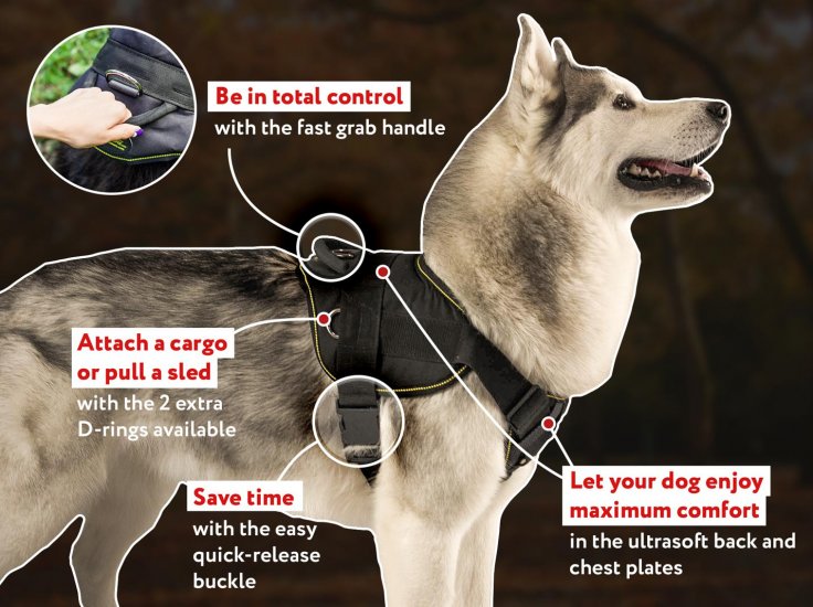 elite dog harness