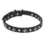 Leather Dog Collar with Chrome Plated Stars and Studs