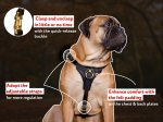 Tracking / Walking Leather Dog Harness-Padded Design Schutzhund Harness