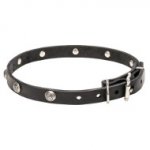 20 mm Leather Dog Collar with Nickel Plated Engraved Studs
