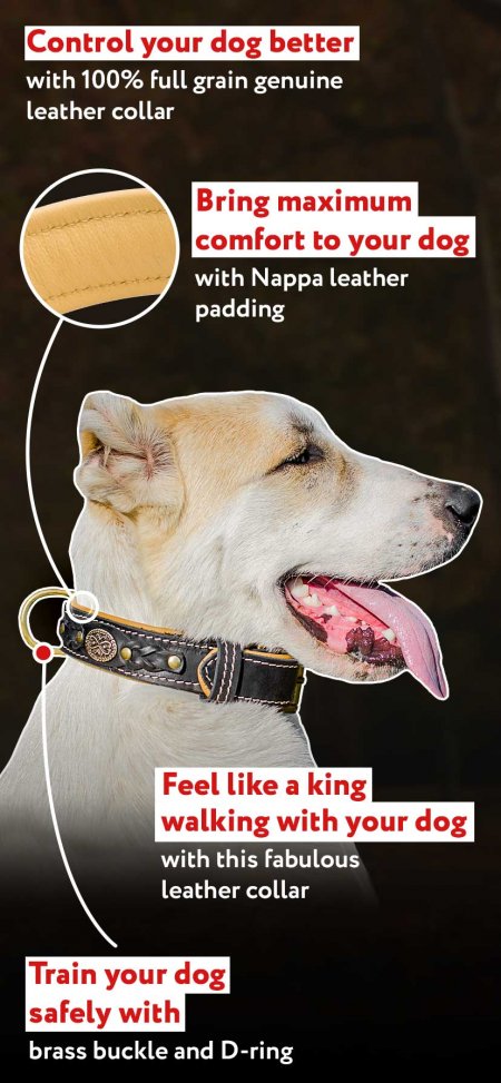 Designer Buckle Dog Collar with Nappa Leather Padding for Schutzhund