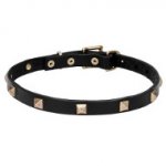 "Modern Style" Leather Dog Collar with Brass Studs