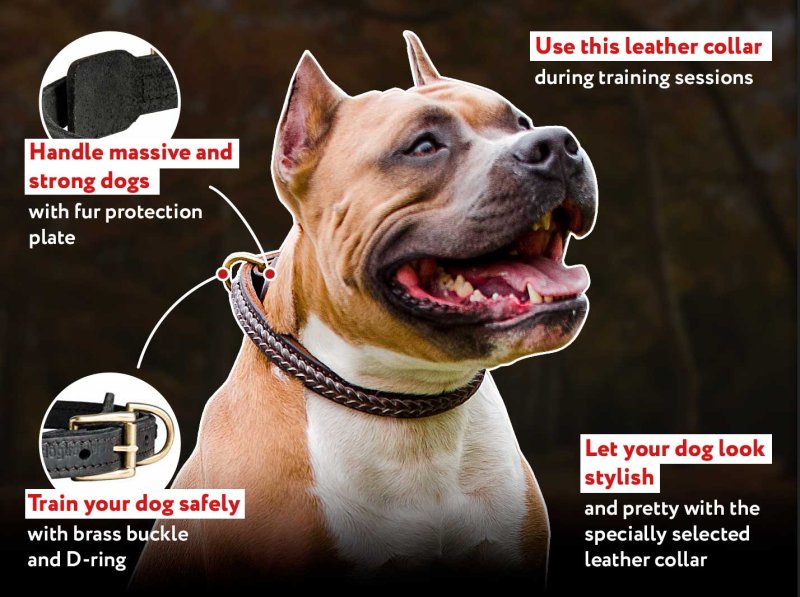 Most Beautiful Leather Collar for Working Dog Breeds