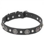 "Shiny Charm" Leather Dog Collar with Silver-Like Conchos and Half-Ball Studs