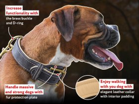 Royal Nappa Padded Hand Made Leather Dog Collar for All Breeds