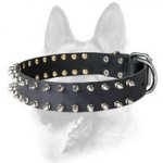 Spiked Leather Dog Collar for Schutzhund Training