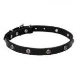 "Sparkling Beauty" Leather Dog Collar with Chrome Plated Engraved Studs