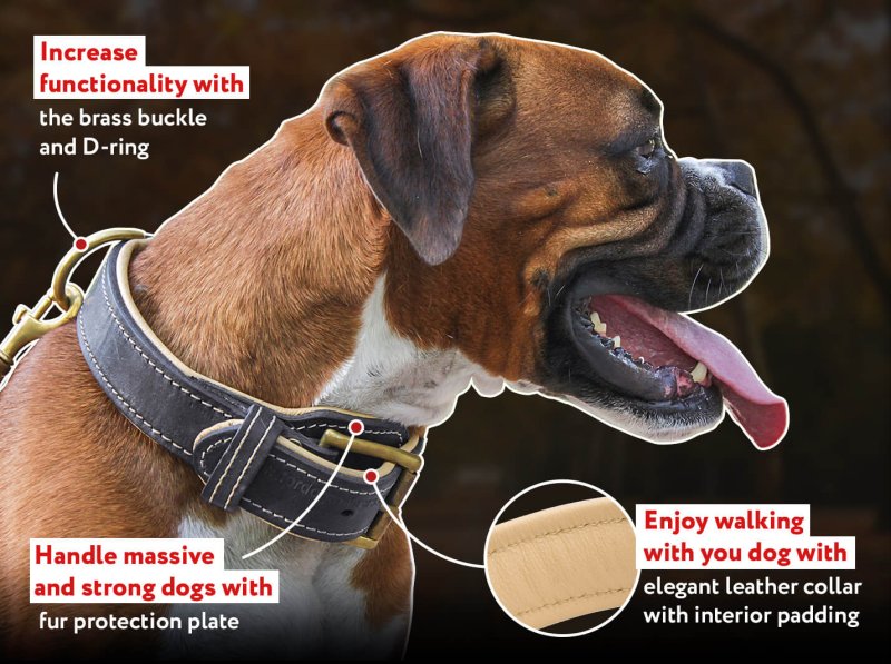 Royal Nappa Padded Hand Made Leather Dog Collar for All Breeds