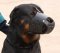Rottweiler Everyday Leather Comfortable Dog Muzzle