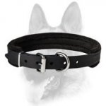 Padded Leather Collar for All Dog Breeds 1 inch (2.5 cm) width