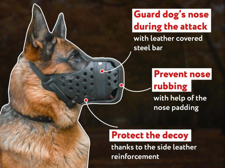 muzzle train dog