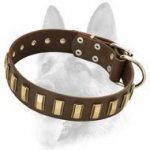 Fascinating Wide Leather Dog Collar With Gold Colored Plates for All Dog Breeds