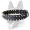Spiked Leather Dog Collar for Schutzhund Training