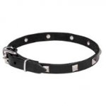 Delightful Leather Dog Collar with Chrome Plated Pyramids