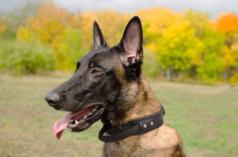Schutzhund Dog Collar