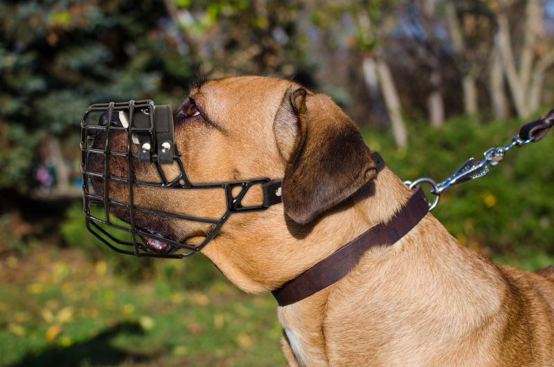 Schutzhund Dog Muzzle