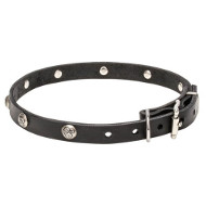 20 mm Leather Dog Collar with Nickel Plated Engraved Studs