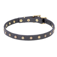 Elegant Leather Dog Collar with Brass Decorations