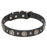 Stylish Leather Dog Collar with Brass Circles and Small Studs