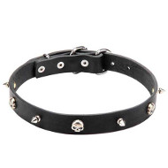 Leather Dog Collar with Nickel Plated Spikes and Skulls
