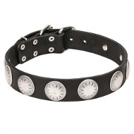 Wide Leather Dog Collar with Chrome Plated Circles