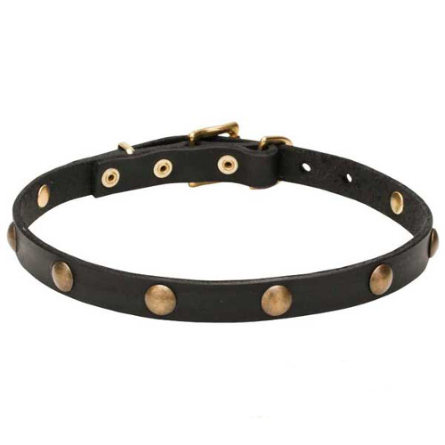 Natural leather dog collar decorated with round brass studs