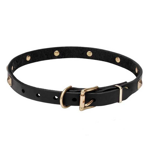 Trustworthy dog collar with rust-resistant hardware