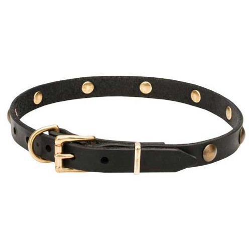 Dog collar with rustproof brass buckle