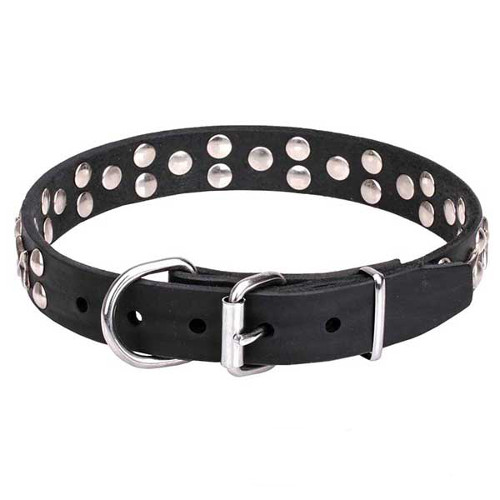 Dog collar with reliable chrome-plated buckle
