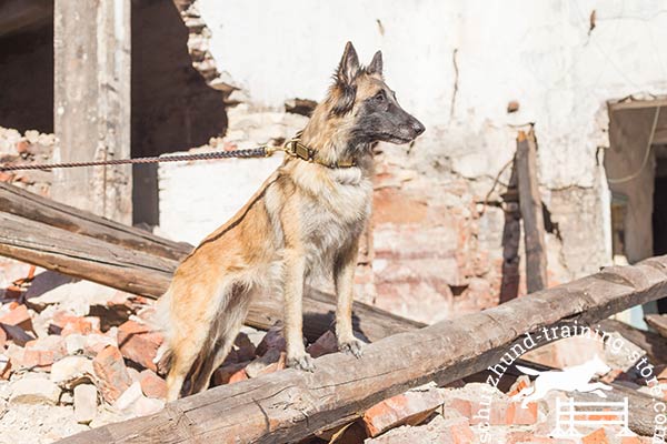 Strong Tervuren collar for active pastime
