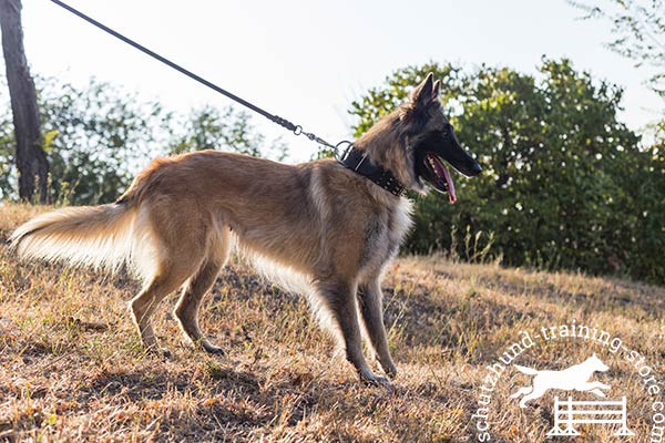 Genuine leather Tervuren collar for active pastime