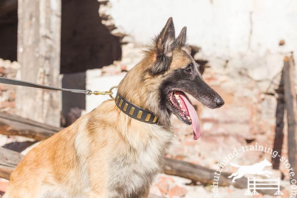 Leather Tervuren collar with riveted brass plates