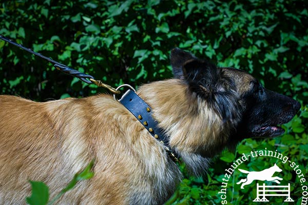 Leather Tervuren collar adorned with brass spikes