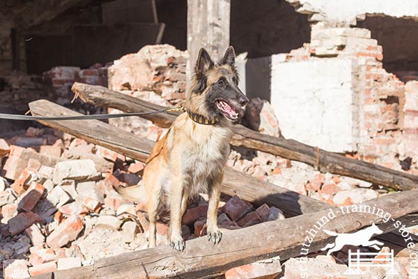 Deluxe leather Tervuren collar for training