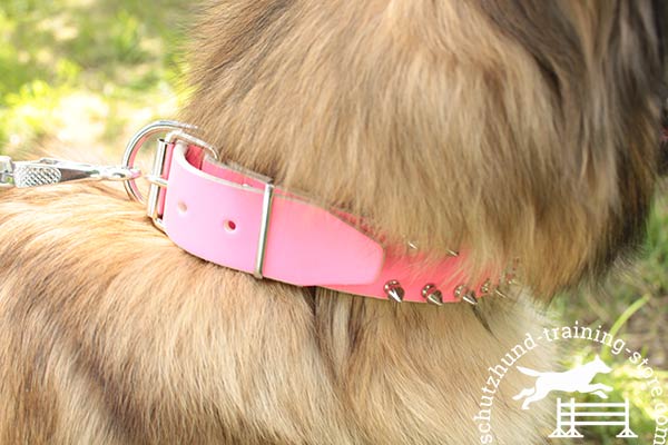 Pink leather Tervuren collar with nickel plated fittings