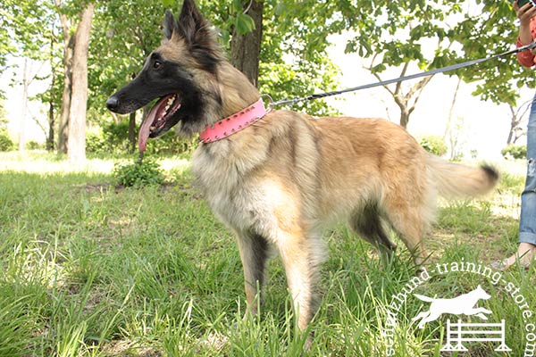 Pink leather Tervuren collar for walking in style