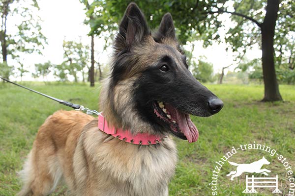 Leather Tervuren collar painted with non-toxic pink dye