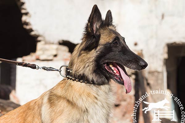 Leather Tervuren collar finished with spikes and studs