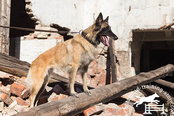 Totally safe leather Tervuren collar