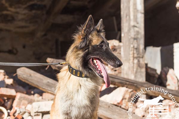 Leather Tervuren collar for basic training